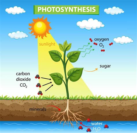 Schéma explicatif de la photosynthèse dans le feuillage d'un pommier