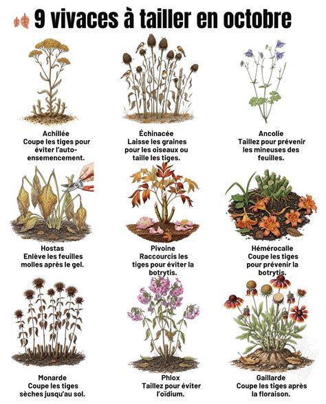 Infographie présentant les caractéristiques clés de l'ancolie (taille, floraison, exposition, sol)