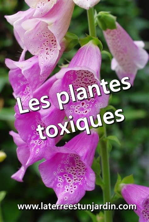 Image d'un panneau d'avertissement stylisé pour plantes toxiques