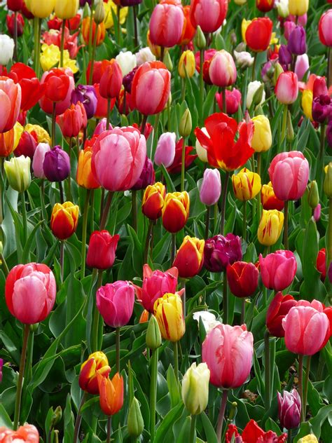 Des tulipes multicolores en pleine floraison