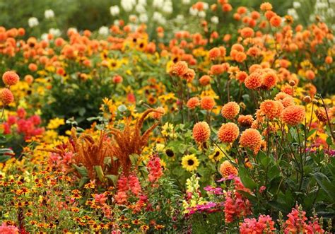 Un massif de dahlias aux couleurs variées