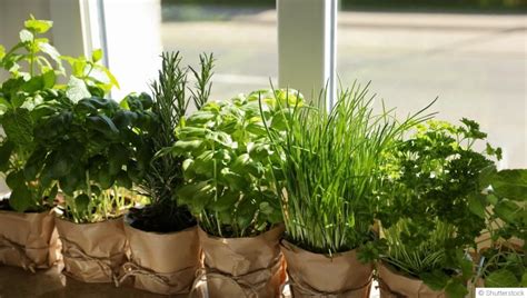 Plantes aromatiques dans un pot sur un rebord de fenêtre ensoleillé