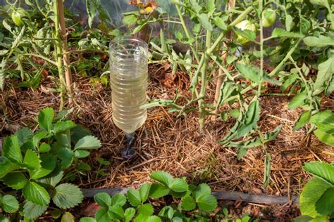Schéma illustrant l'installation d'une bouteille en plastique renversée au pied d'une plante pour un arrosage goutte-à-goutte