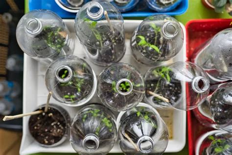 Photo montrant des semis de tomates et de salades dans des bouteilles en plastique coupées et refermées