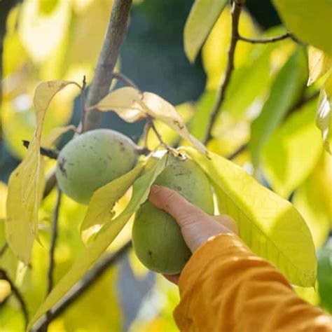 Détail des fruits de l'asiminier