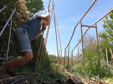 Schéma technique montrant la mise en place de tuteurs en tipi pour le voile d'hivernage