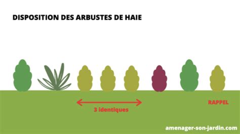Schéma illustrant une alternance d'arbustes persistants et caducs pour une haie naturelle