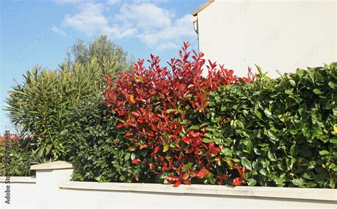 Photographie comparative des feuillages de Photinia, Elaeagnus et Laurier Tin