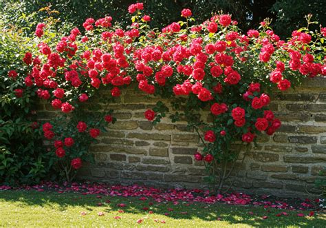 Rosiers grimpants en pleine floraison