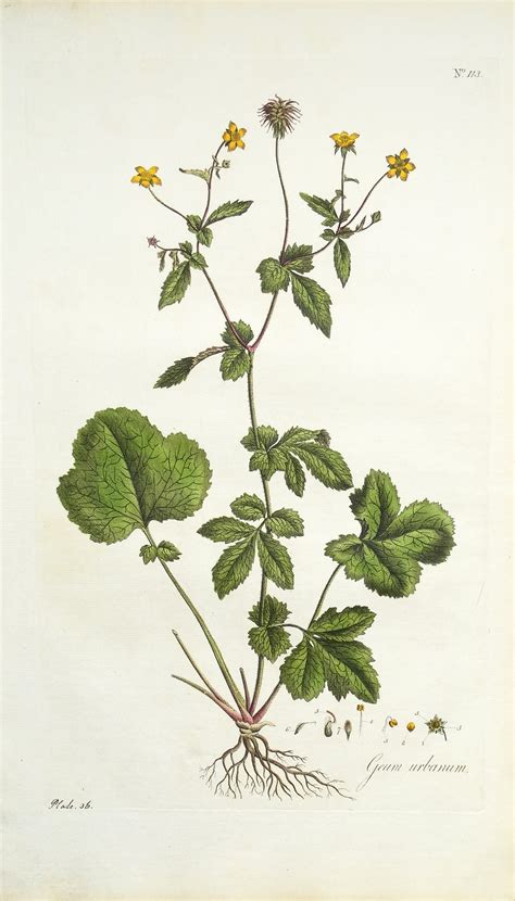Illustration botanique de Geum urbanum montrant ses pétales jaunes et ses feuilles composées