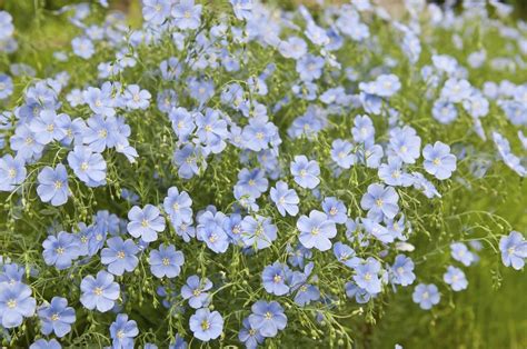 illustration de la plante de lin bleu en fleur