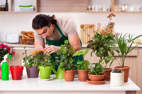 Plantes saines versus plantes carencées