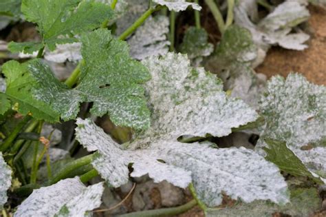 Feuilles de courgette atteintes par l'oïdium