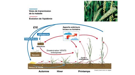 Schéma des conditions de développement de l'oïdium