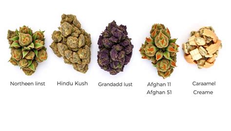 Comparaison visuelle entre différentes variétés de cannabis Purple et leurs structures florales