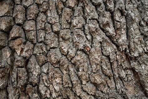 Photographie d'un bonsaï de chêne mettant en valeur la texture de son écorce
