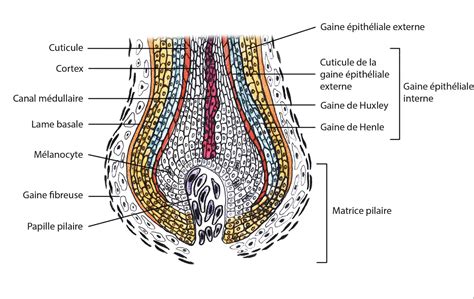 Structure générale du follicule pileux