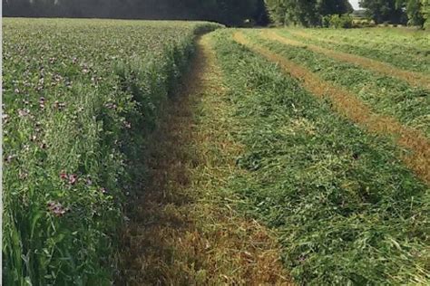 Champs de méteil en croissance