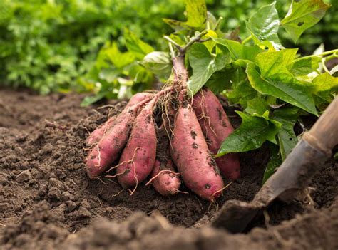 Schéma de plantation de la patate douce