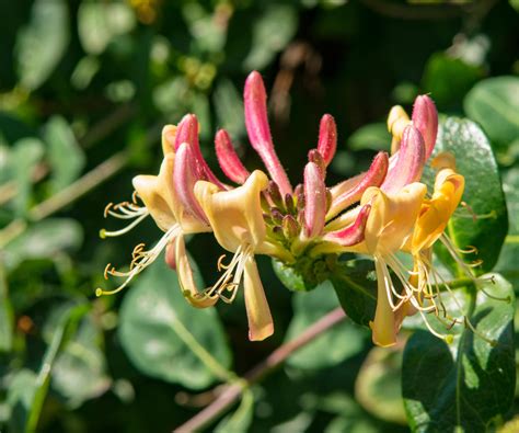 Diversité des fleurs de chèvrefeuille