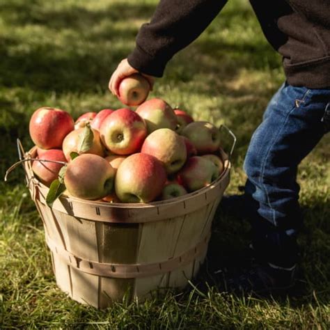 Activités de cueillette de pommes en famille