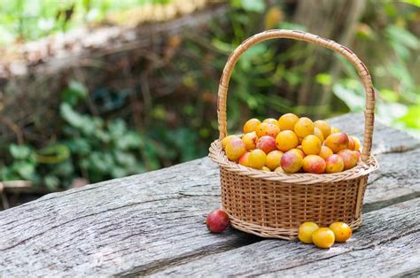 Panier de mirabelles récoltées
