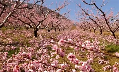 Abricotier en fleurs desséchées