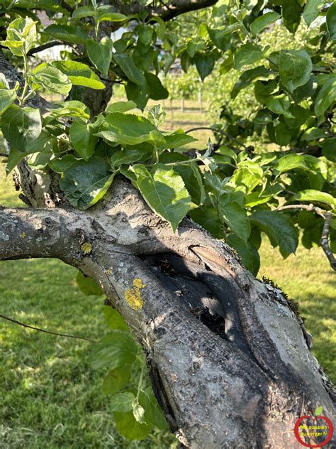 Chancres bactériens sur tronc d'abricotier