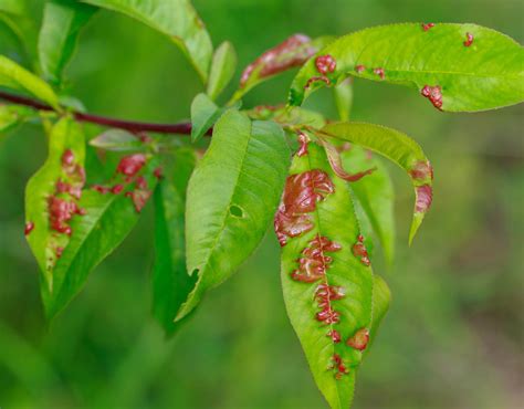 Feuilles d'abricotier atteintes de la cloque