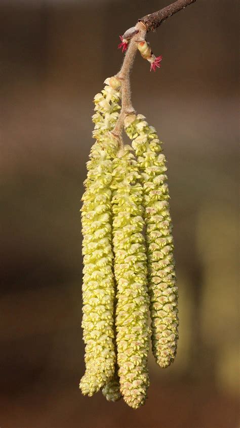 Fleur femelle de noisetier
