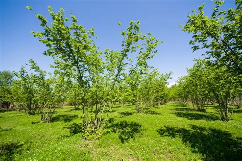Plantation de jeunes noisetiers