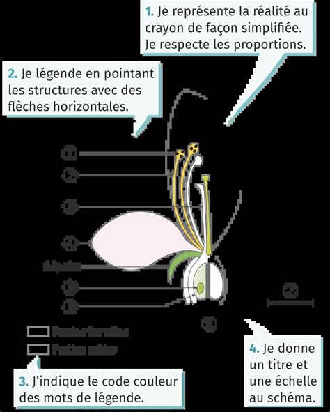 Schéma illustrant la structure d'un gypsophile