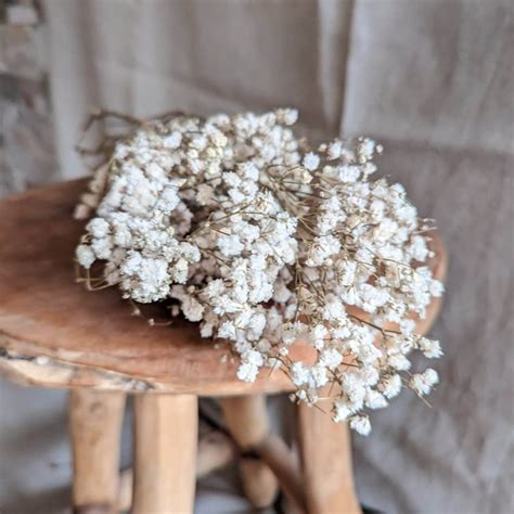 Gypsophile séché pour bouquet