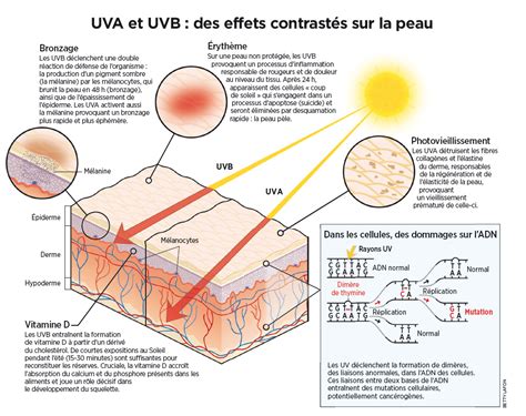 Diagramme des furocoumarines et leur interaction avec la peau et le soleil