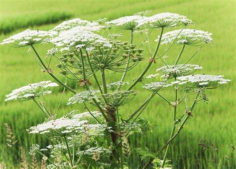 Photo d'une berce du Caucase, une autre plante phototoxique