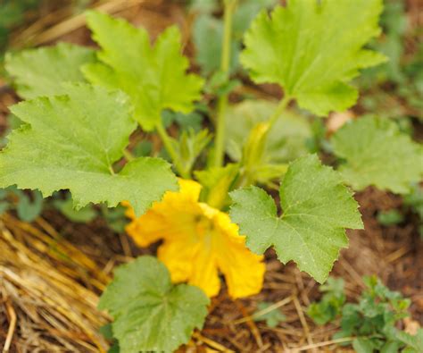 Plant de courge avec ses fruits