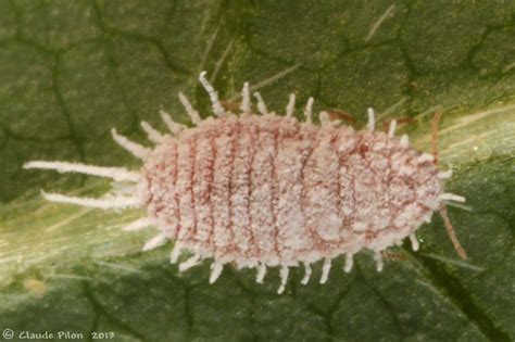 Gros plan sur une feuille de succulente montrant des cochenilles farineuses