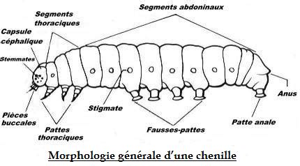 Schéma comparant la morphologie d'une vraie chenille et d'une fausse chenille (tenthrède)