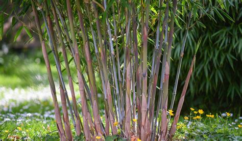 Variétés de bambous dans un jardin