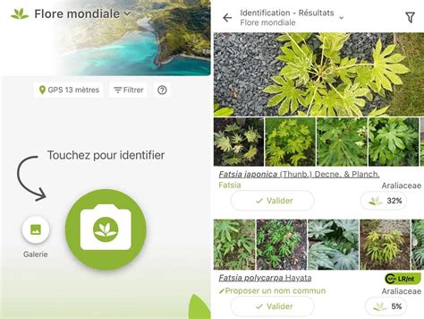 Infographie comparant différentes applications d'identification de plantes