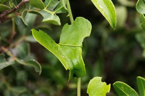 Plante avec des feuilles collantes