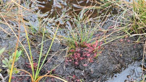 Plantes carnivores dans une tourbière à sphaignes
