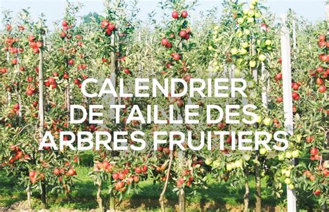 Arbre fruitier en pleine taille