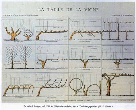 Vigne avec des plaies de taille