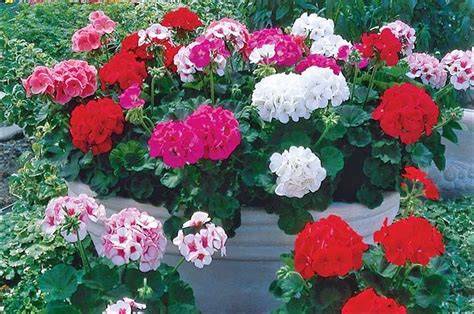 Assortiment de pélargoniums zonaux (Pelargonium × hortorum)