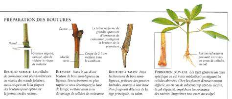 Schéma illustrant la coupe d'une bouture juste en dessous d'un nœud