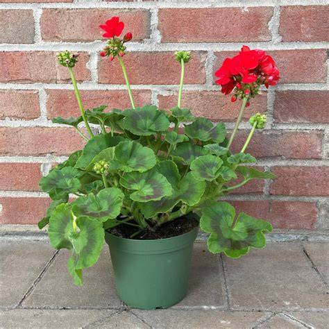 Jeunes plants de géraniums rempotés en pots de 12 cm