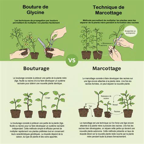 Tableau comparatif des méthodes de bouturage (eau vs terreau)