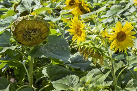 Champ de tournesols attaqués par les oiseaux