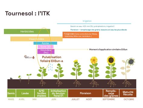 Schéma des dégâts d'oiseaux sur plantules de tournesol